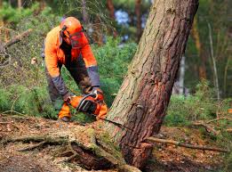 How Our Tree Care Process Works  in  Potosi, TX