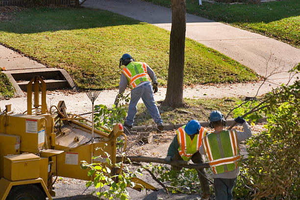 Professional Tree Services in Potosi, TX